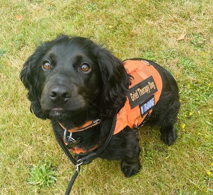 Brian, a black cocker spaniel in an orange therapy dog vest, sitting on grass